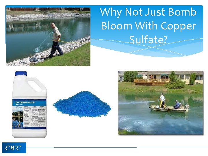 Why Not Just Bomb Bloom With Copper Sulfate? CWC 
