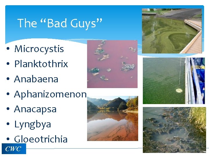 The “Bad Guys” • • Microcystis Planktothrix Anabaena Aphanizomenon Anacapsa Lyngbya Gloeotrichia CWC 