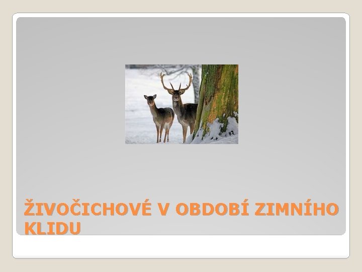 ŽIVOČICHOVÉ V OBDOBÍ ZIMNÍHO KLIDU 