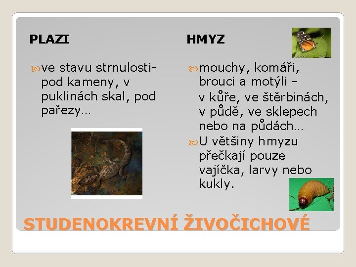 PLAZI HMYZ ve mouchy, stavu strnulostipod kameny, v puklinách skal, pod pařezy… komáři, brouci