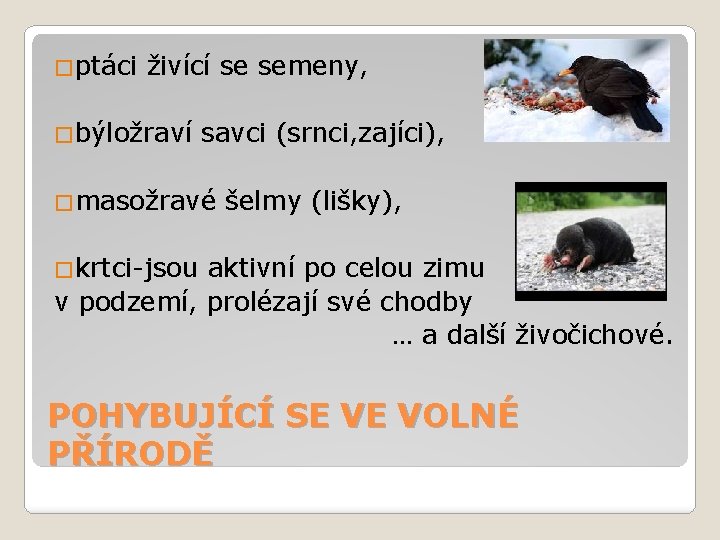 �ptáci živící se semeny, �býložraví savci (srnci, zajíci), �masožravé šelmy (lišky), �krtci-jsou aktivní po