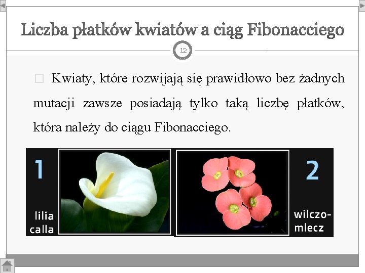 12 � Kwiaty, które rozwijają się prawidłowo bez żadnych mutacji zawsze posiadają tylko taką