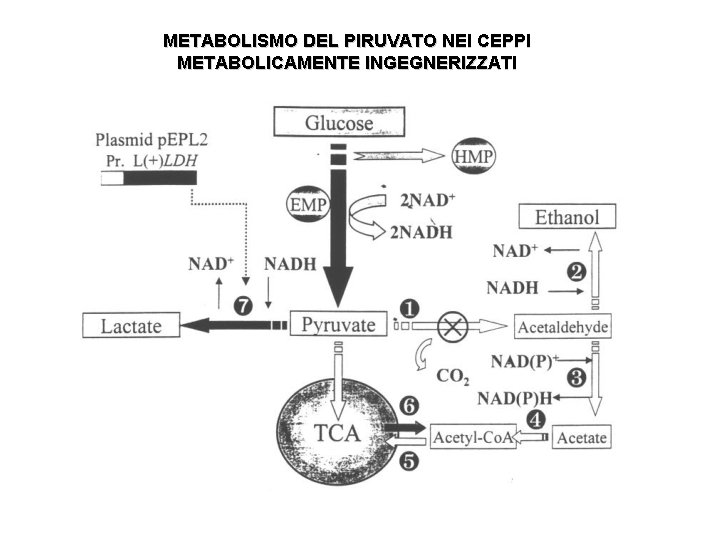 METABOLISMO DEL PIRUVATO NEI CEPPI METABOLICAMENTE INGEGNERIZZATI 