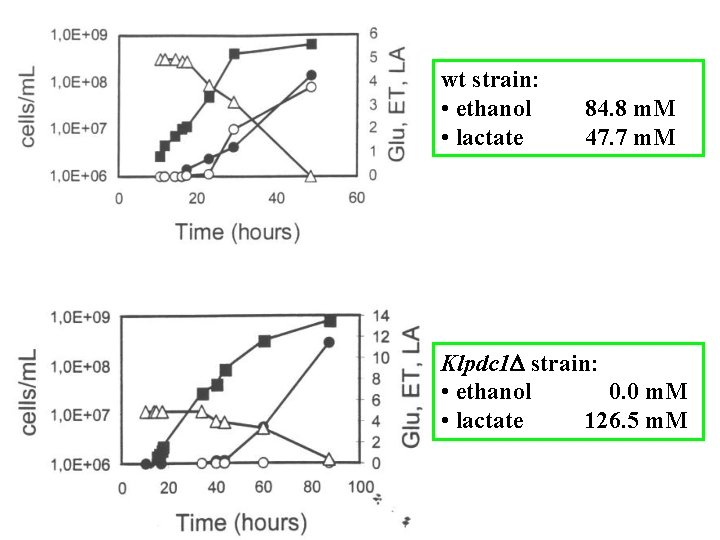 wt strain: • ethanol • lactate 84. 8 m. M 47. 7 m. M