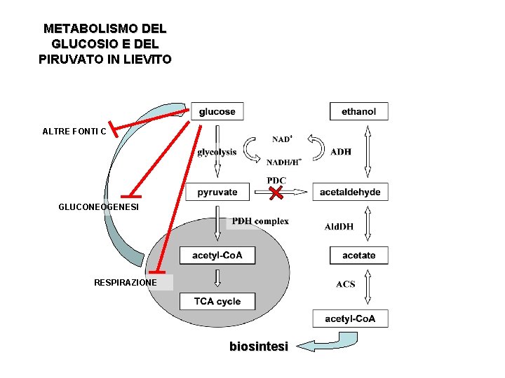 METABOLISMO DEL GLUCOSIO E DEL PIRUVATO IN LIEVITO ALTRE FONTI C GLUCONEOGENESI RESPIRAZIONE biosintesi