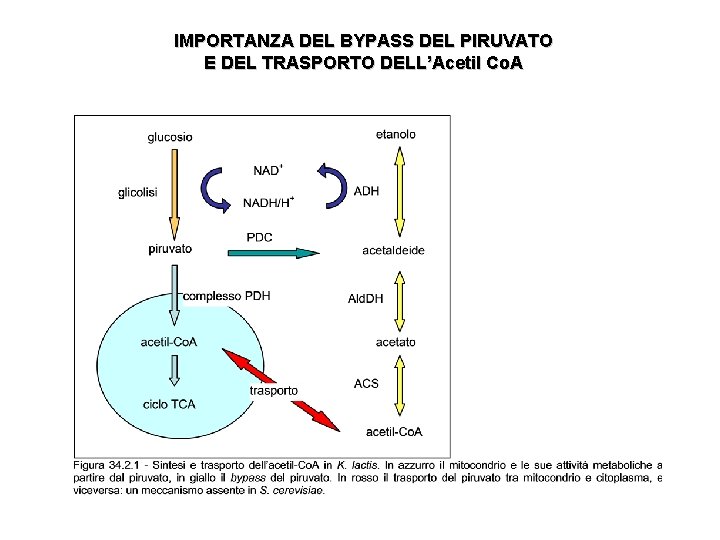 IMPORTANZA DEL BYPASS DEL PIRUVATO E DEL TRASPORTO DELL’Acetil Co. A 