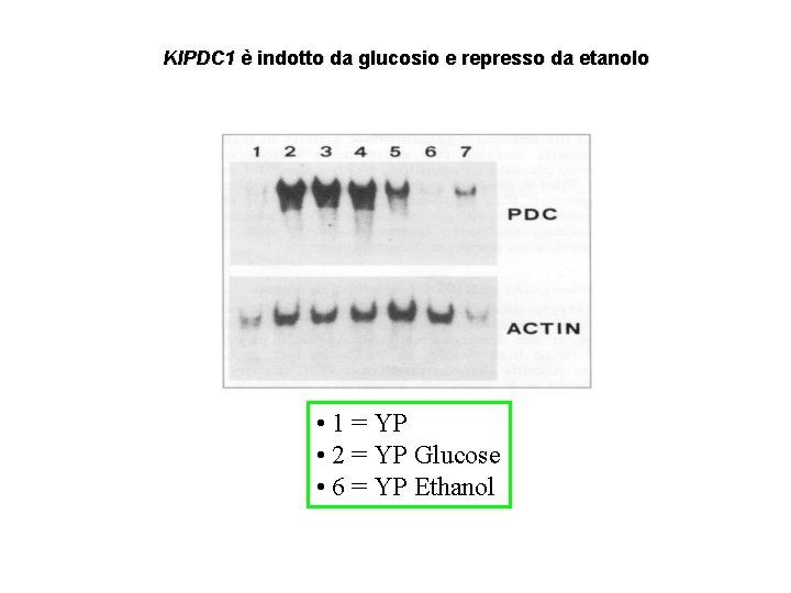 Kl. PDC 1 è indotto da glucosio e represso da etanolo • 1 =