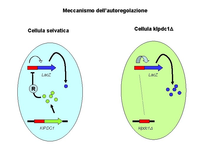 Meccanismo dell’autoregolazione Cellula selvatica Lac. Z Cellula klpdc 1 Lac. Z R Kl. PDC