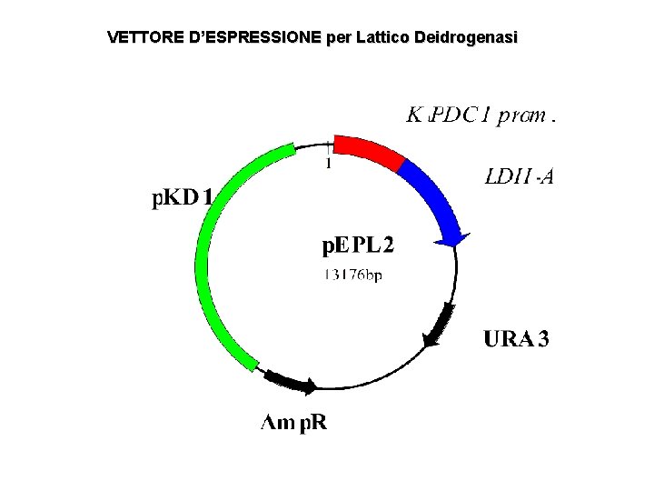 VETTORE D’ESPRESSIONE per Lattico Deidrogenasi 
