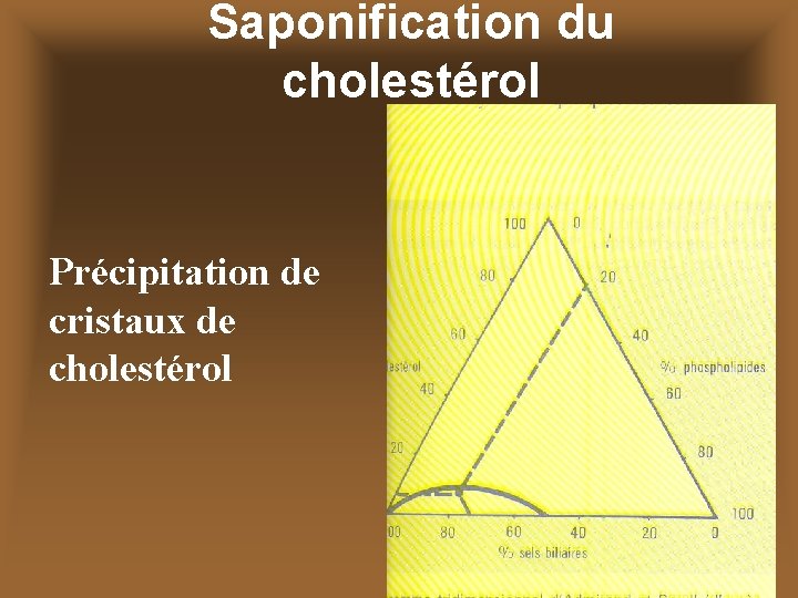 Saponification du cholestérol Précipitation de cristaux de cholestérol 