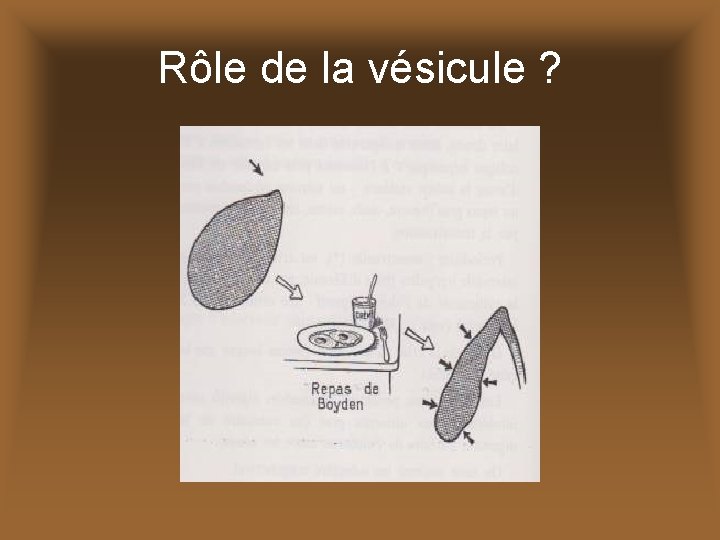 Rôle de la vésicule ? 