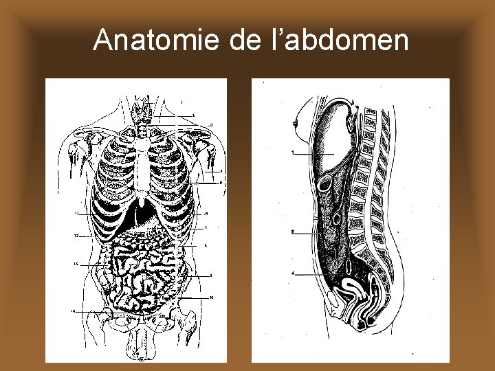 Anatomie de l’abdomen 