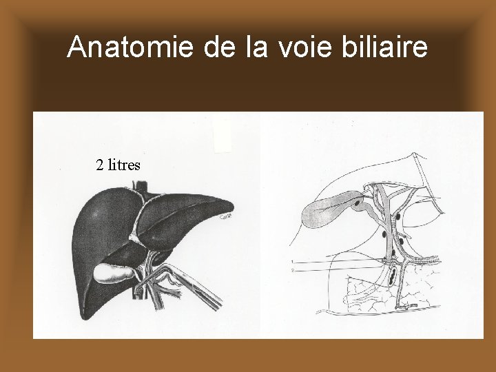 Anatomie de la voie biliaire 2 litres 