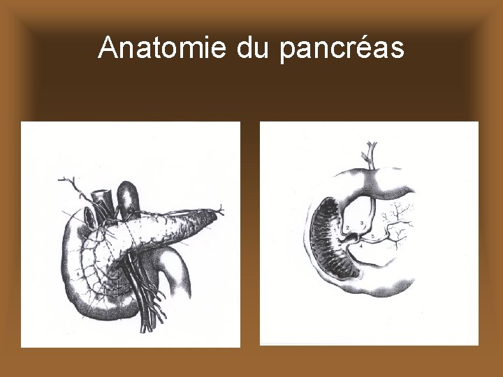 Anatomie du pancréas 