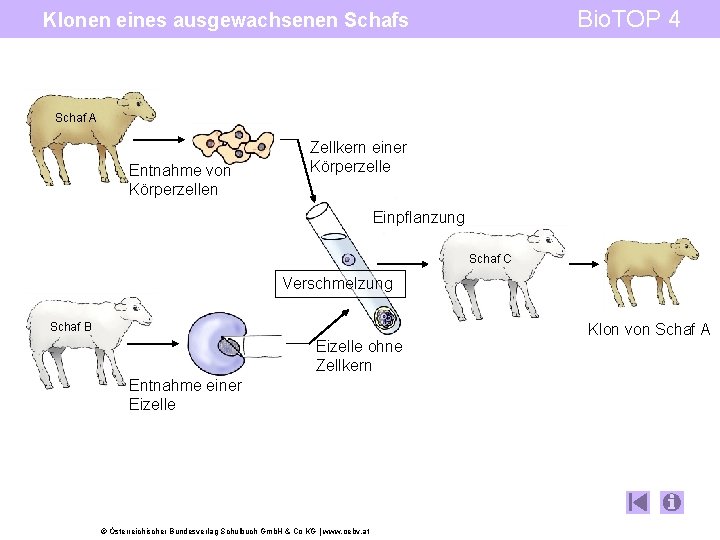 Bio. TOP 4 Klonen eines ausgewachsenen Schafs Schaf A Entnahme von Körperzellen Zellkern einer