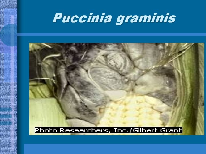 Puccinia graminis 