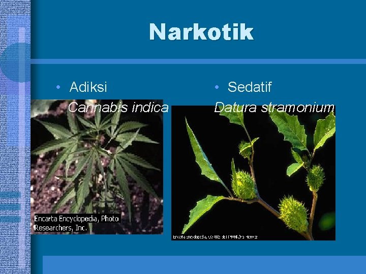 Narkotik • Adiksi Cannabis indica • Sedatif Datura stramonium 