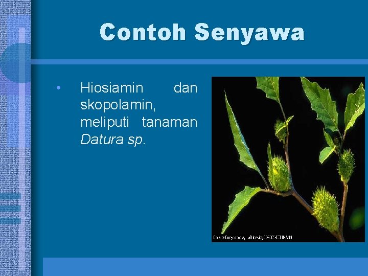 Contoh Senyawa • Hiosiamin dan skopolamin, meliputi tanaman Datura sp. 