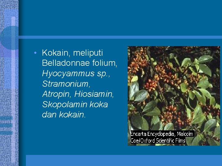  • Kokain, meliputi Belladonnae folium, Hyocyammus sp. , Stramonium, Atropin, Hiosiamin, Skopolamin koka