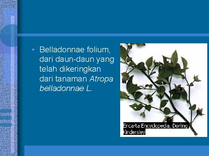  • Belladonnae folium, dari daun-daun yang telah dikeringkan dari tanaman Atropa belladonnae L.