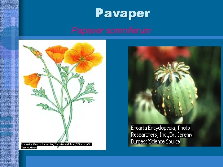 Pavaper Papaver somniferum 