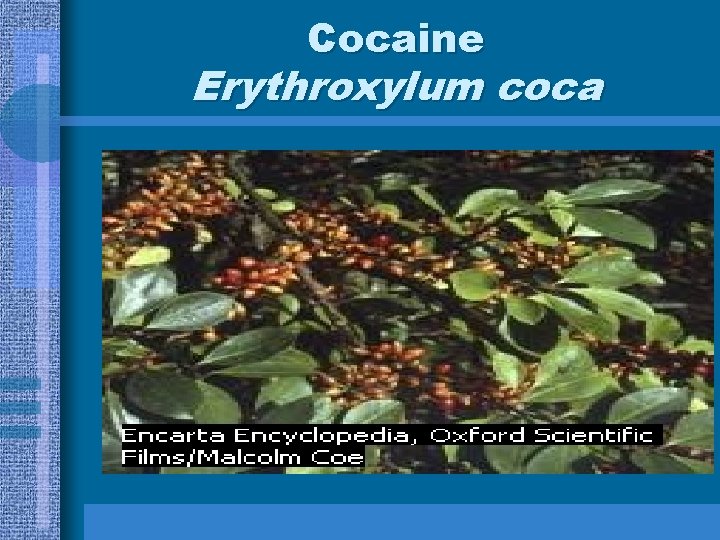 Cocaine Erythroxylum coca 