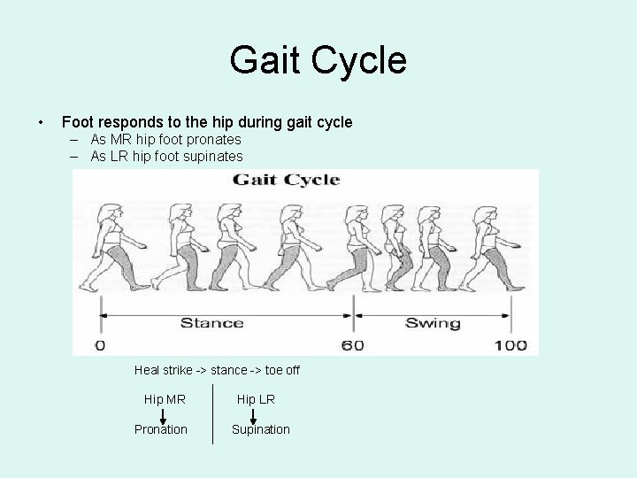 Gait Cycle • Foot responds to the hip during gait cycle – As MR