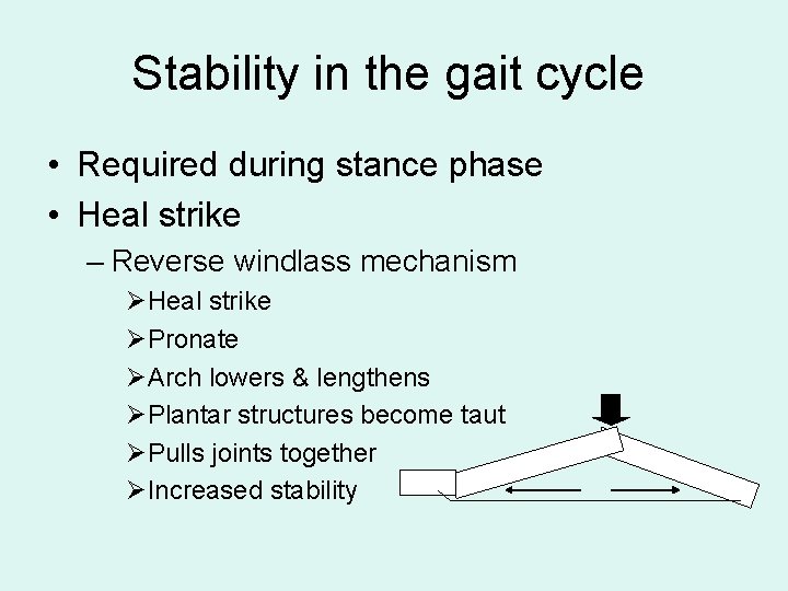 Stability in the gait cycle • Required during stance phase • Heal strike –