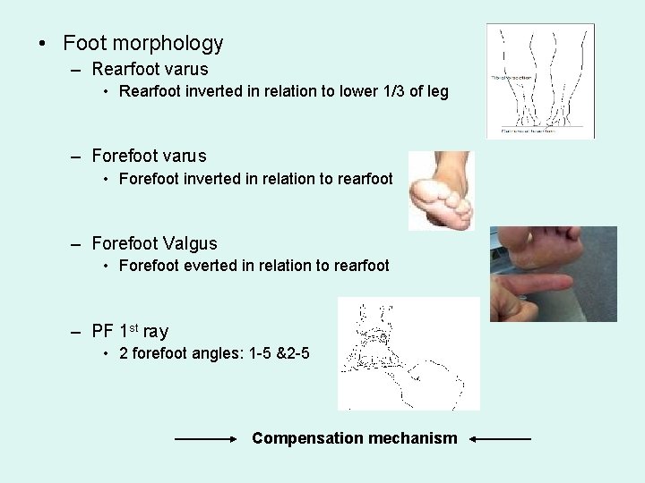  • Foot morphology – Rearfoot varus • Rearfoot inverted in relation to lower