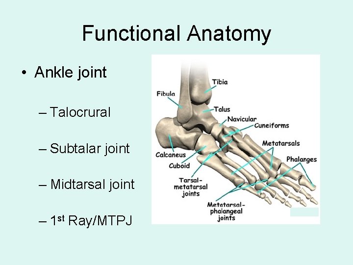 Functional Anatomy • Ankle joint – Talocrural – Subtalar joint – Midtarsal joint –