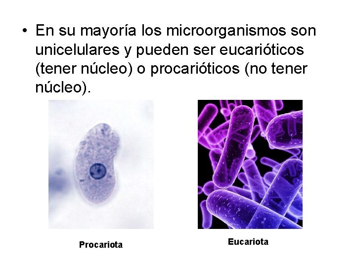  • En su mayoría los microorganismos son unicelulares y pueden ser eucarióticos (tener