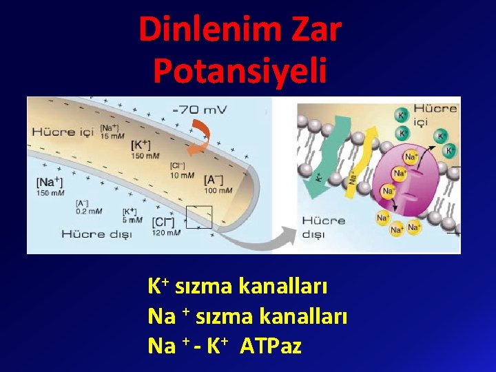 Dinlenim Zar Potansiyeli K+ sızma kanalları Na + - K+ ATPaz 