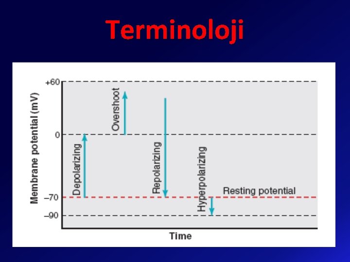 Terminoloji 