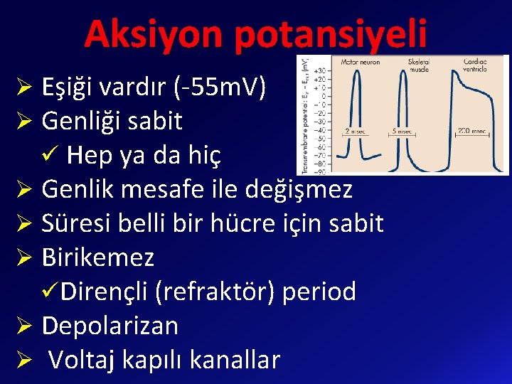 Aksiyon potansiyeli Ø Eşiği vardır (-55 m. V) Ø Genliği sabit ü Hep ya