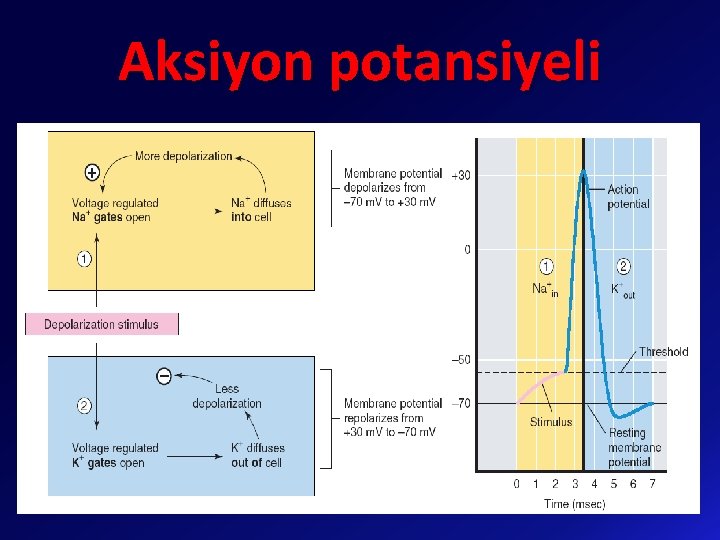 Aksiyon potansiyeli 