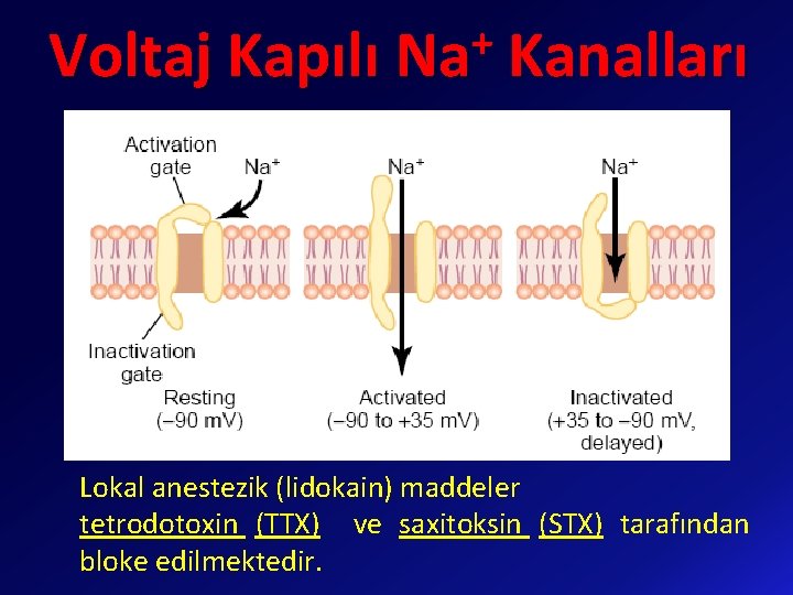 + Voltaj Kapılı Na Kanalları Lokal anestezik (lidokain) maddeler tetrodotoxin (TTX) ve saxitoksin (STX)