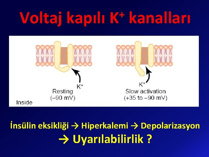 + Voltaj kapılı K kanalları İnsülin eksikliği → Hiperkalemi → Depolarizasyon → Uyarılabilirlik ?