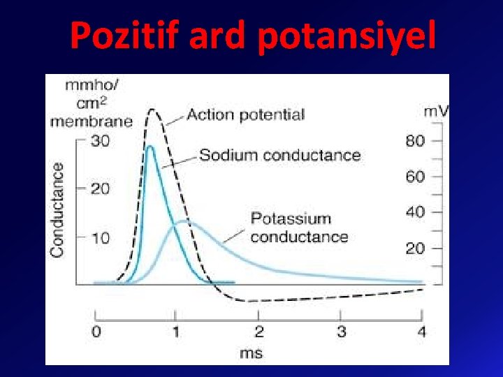 Pozitif ard potansiyel 