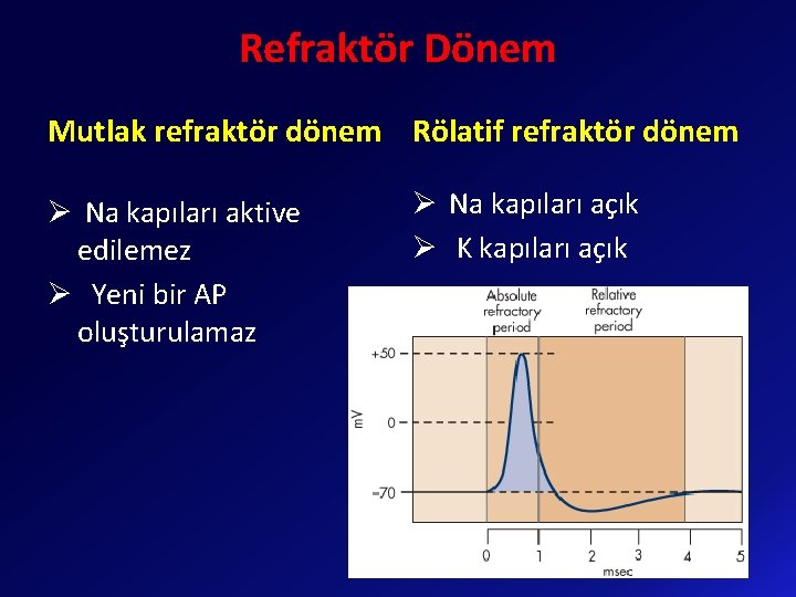 Refraktör Dönem Mutlak refraktör dönem Rölatif refraktör dönem Ø Na kapıları aktive edilemez Ø