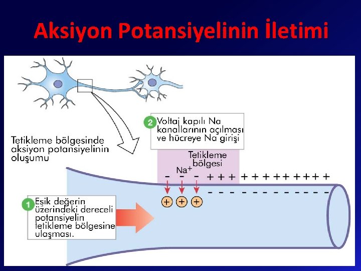 Aksiyon Potansiyelinin İletimi 