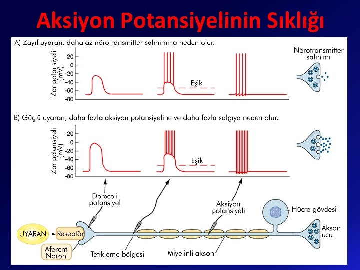 Aksiyon Potansiyelinin Sıklığı 