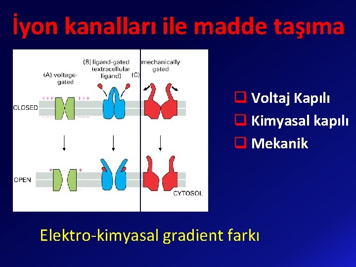 İyon kanalları ile madde taşıma q Voltaj Kapılı q Kimyasal kapılı q Mekanik Elektro-kimyasal