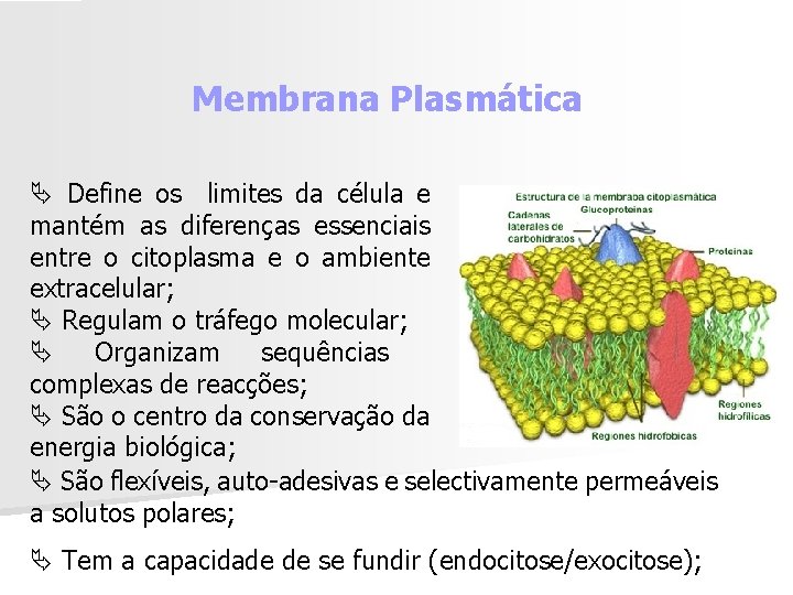 Membrana Plasmática Ä Define os limites da célula e mantém as diferenças essenciais entre