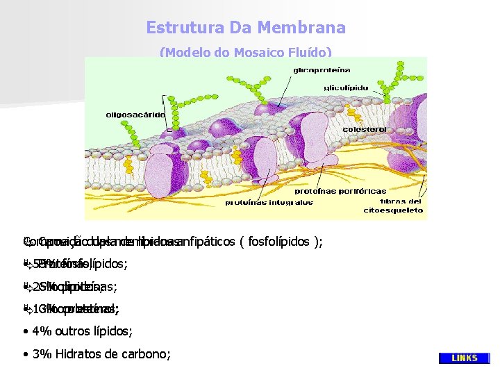 Estrutura Da Membrana (Modelo do Mosaico Fluído) Ä Camada dupla Composição das membranas: de