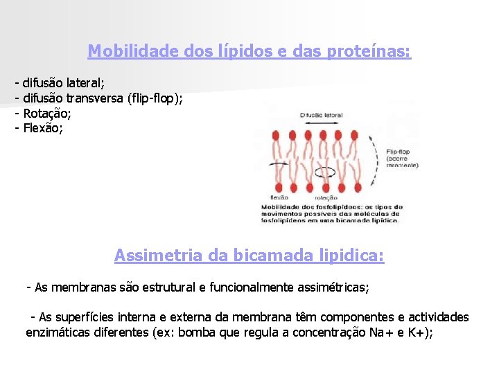 Mobilidade dos lípidos e das proteínas: - difusão lateral; difusão transversa (flip-flop); Rotação; Flexão;