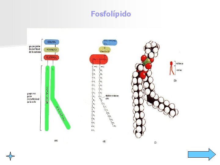 Fosfolípido 