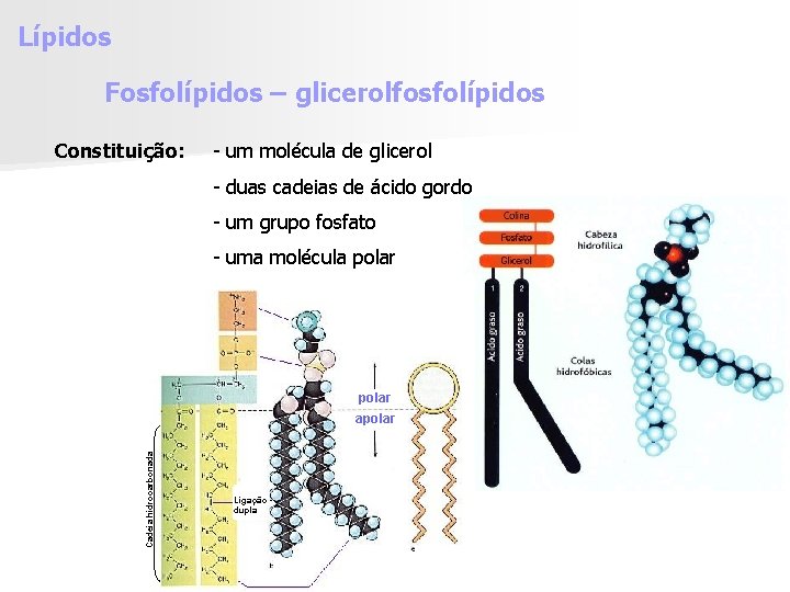 Lípidos Fosfolípidos – glicerolfosfolípidos Constituição: - um molécula de glicerol - duas cadeias de