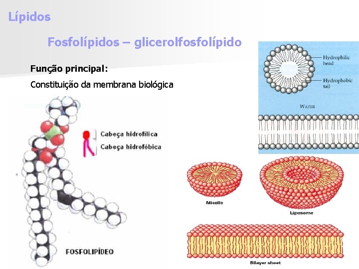 Lípidos Fosfolípidos – glicerolfosfolípido Função principal: Constituição da membrana biológica 