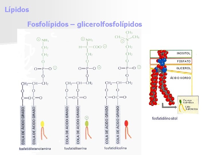 Lípidos Fosfolípidos – glicerolfosfolípidos INOSITOL FOSFATO GLICEROL ÁCIDO GORDO fosfatidilinositol 