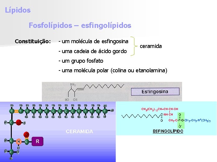 Lípidos Fosfolípidos – esfingolípidos Constituição: - um molécula de esfingosina - uma cadeia de